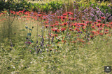 Natuurlijke tuin met vaste planten-Jeroen Hamers Tuin- en Landschaparchitect-alle,Tuinen-OBLY