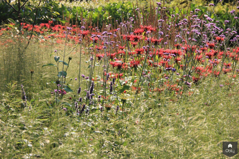 Natuurlijke tuin met vaste planten-Jeroen Hamers Tuin- en Landschaparchitect-alle,Tuinen-OBLY