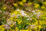 Sfeervolle en groene tuin-Jeroen Hamers Tuin- en Landschaparchitect-alle,Tuinen-OBLY