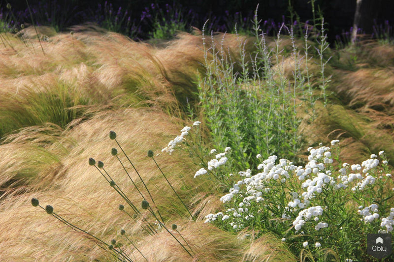 Sfeervolle en luxe tuin achter de duinen-Jeroen Hamers Tuin- en Landschaparchitect-alle,Tuinen-OBLY