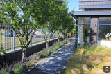 Sfeervolle en luxe tuin achter de duinen-Jeroen Hamers Tuin- en Landschaparchitect-alle,Tuinen-OBLY