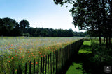 Vogelvriendelijke tuin met twee vijvers-Jeroen Hamers Tuin- en Landschaparchitect-alle,Tuinen-OBLY