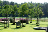 Vogelvriendelijke tuin met twee vijvers-Jeroen Hamers Tuin- en Landschaparchitect-alle,Tuinen-OBLY
