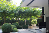aanbouw De Bilt-KELLER minimal windows® by Kumasol-Aanbouw,alle-OBLY