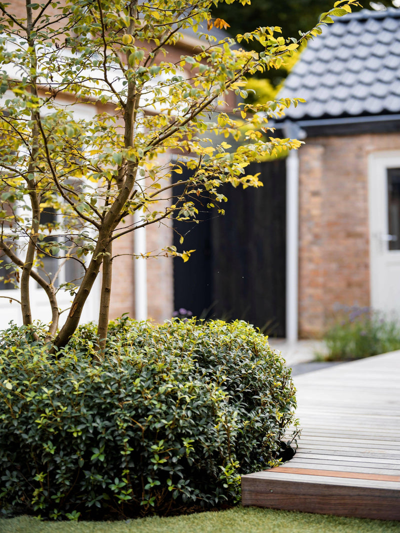 groene patiotuin-Molengraaf Tuinen-tuin-groene patiotuin-OBLY