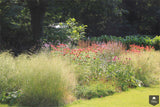 Natuurlijke tuin met vaste planten-Jeroen Hamers Tuin- en Landschaparchitect-alle, Tuinen-OBLY